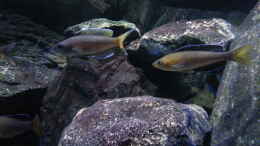 aquarium-von-bitman-lake-tanganyika-rock-zone_Cyprichromis leptosoma jumbo yellow head mpimpwe
