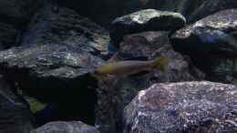 Foto mit Cyprichromis leptosoma jumbo yellow head mpimpwe