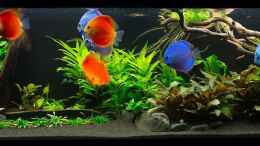 aquarium-von-finch-diskusfische---farben-und-pflanzen_