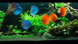 aquarium-von-finch-diskusfische---farben-und-pflanzen_Das farbenfrohe Gesamtbild am 10.01.2014