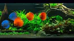 aquarium-von-finch-diskusfische---farben-und-pflanzen_