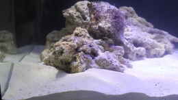 aquarium-von-die-perle----becken-29062_