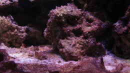 aquarium-von-die-perle----becken-29062_Cyanos