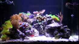 aquarium-von-die-perle----becken-29062_aktueller Stand vom 01.09.2014