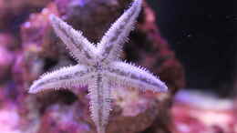 aquarium-von-die-perle----becken-29062_Archaster