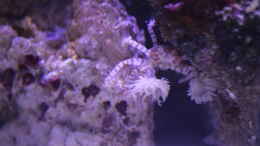 aquarium-von-die-perle----becken-29062_Boxerkrabbe