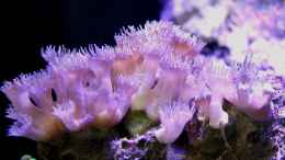 Aquarium einrichten mit Turbinaria peltata