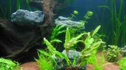 aquarium-von-bandito76-amazonas-dream_Mangrovenwurzel - wegen Auftrieb noch mit Steinen beschwert