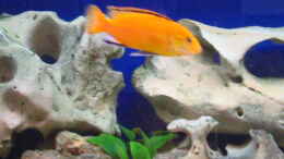 aquarium-von-daniel-fust-becken-2907_Labidochromis caeruleus