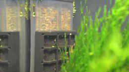 aquarium-von-jan-marc-enie-cube_Dennerle Nano Eckfilter mit Child Protect