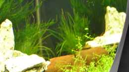 Aquarium einrichten mit Glossostigma elatinoides
