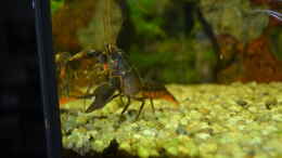 Aquarium einrichten mit Black Scorpion Krebs 4