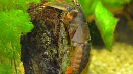Aquarium einrichten mit Black Scorpion Krebs 5