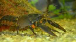 Aquarium einrichten mit Black Scorpion Krebs 8