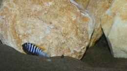 aquarium-von-mikem--mbuna-becken_afra Männchen in der nähe seiner Höhle