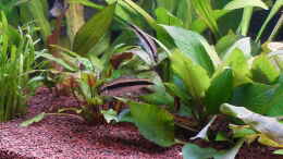 aquarium-von-dieter-aqualux-exklusiv-450-liter_Siamesische Rüsselbarbe - Crossocheilus siamensis
