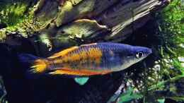 aquarium-von-snooze-over-the-rainbow--nur-noch-als-beispiel_Melanotaenia parkinsoni