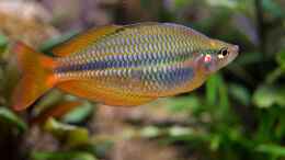 aquarium-von-snooze-over-the-rainbow--nur-noch-als-beispiel_ 	  Melanotaenia boesemani