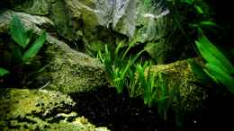 Aquarium einrichten mit SAGITTARIA subalata (natans) Zwergpfeilkraut