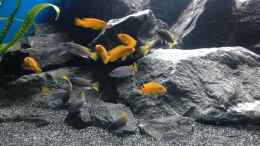 aquarium-von-bodenseechris-malawi-corner_der neugierige Schwarm :-)
