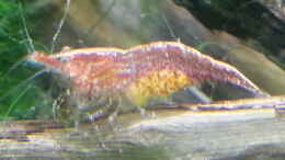 aquarium-von-zomic-sulawesi_Neocaridina heteropoda var. Red
