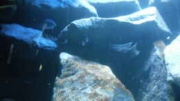 aquarium-von-vision-mbunas-becken-existiert-wieder_Metriaclima sp. msobo und Pseudotropheus sp. acei