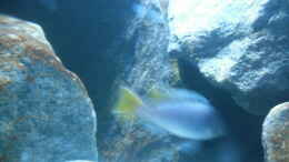 aquarium-von-vision-mbunas-becken-existiert-wieder_ Pseudotropheus sp. acei