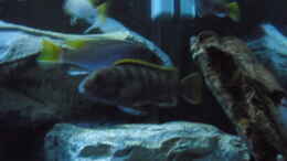 aquarium-von-vision-mbunas-becken-existiert-wieder_Pseudotropheus sp. acei und Labidochromis sp. mbamba