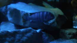 aquarium-von-vision-mbunas-becken-existiert-wieder_Labidochromis sp. mbamba