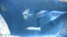 aquarium-von-vision-mbunas-becken-existiert-wieder_Metriaclima sp. msobo und Pseudotropheus sp. acei