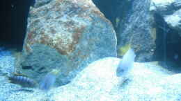 aquarium-von-vision-mbunas-becken-existiert-wieder_Pseudotropheus sp. acei und Labidochromis sp. mbamba