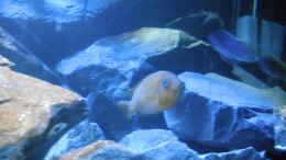 Aquarium einrichten mit Metriaclima sp. msobo und Pseudotropheus sp. acei