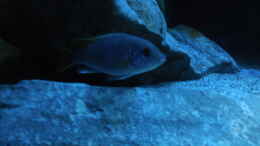 aquarium-von-vision-mbunas-becken-existiert-wieder_Pseudotropheus sp. acei