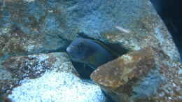 aquarium-von-vision-mbunas-becken-existiert-wieder_ Labidochromis sp. mbamba