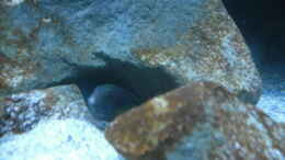 Foto mit Labidochromis sp. mbamba
