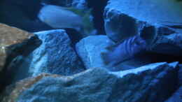 Foto mit Pseudotropheus sp. acei und Labidochromis sp. mbamba