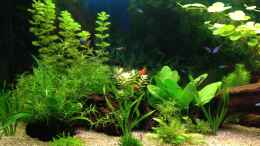 aquarium-von-oskar-juwel-vision260_Mangrovenwurzeln