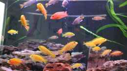 aquarium-von-thomas-roscher-becken-29447_Beleuchtung mit der Color plus