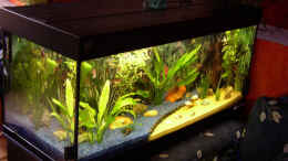 aquarium-von-stonedman-becken-2956_Becken komplett, größere Ansicht