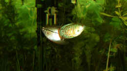 aquarium-von-stonedman-becken-2956_einer meiner Mosaik- und Zwergfadenfische