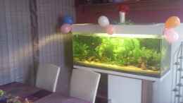 aquarium-von-danny-skalar-traum-aufgeloest_29.01.2012