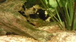 aquarium-von-danny-skalar-traum-aufgeloest_Corydoras Paleatus