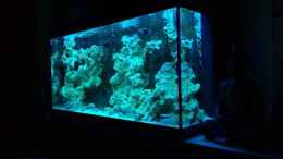 aquarium-von--jwoww--brackwasserbecken_