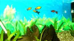 aquarium-von-heiko-mietz-becken-2968_Die ersten Pflanzen, die ersten Fische und der Anfang ist ge