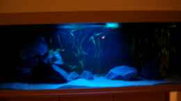 aquarium-von-crenii-becken-2969_Becken im Mondlicht