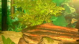 aquarium-von-robert-schroeder-becken-2970_Hygrophila difformis, submers (H 170)