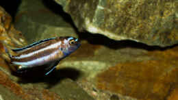 aquarium-von-ajakandi-darkstonembuna-2-0_M. johannii - so langsam kommt blau ins Spiel ..