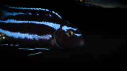 aquarium-von-ajakandi-darkstonembuna-2-0_Pseudotropheus johannii gome 