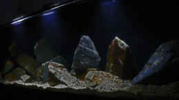 aquarium-von-ajakandi-darkstonembuna-2-0_Aufnahmen in der Einlaufphase mit LED-Spots (die zum Fotogra
