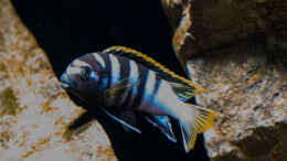 aquarium-von-ajakandi-darkstonembuna-2-0_Labidochromis sp. mbamba bay .. entfesselter Blitz ..